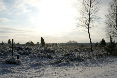 Winter2009 in der Lüneburger Heide